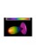 Антена для дрону TrueRC Canada X-Ray 5.8GHz RHCP (0608597254228)